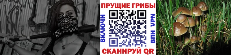 блэк спрут вход  Кунгур  Галлюциногенные грибы мицелий 